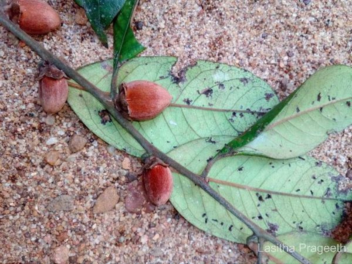 Diospyros hirsuta L.f.